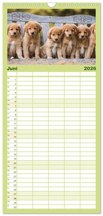 Produktbild: Familienplaner 2026 - Toller - Nova Scotia Duck Tolling Retriever mit 5 Spalten (Wandkalender, 21 x 45 cm) CALVENDO