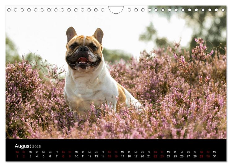 Produktbild: Franz&ouml;sische Bulldoggen - Schutzengel auf 4 Pfoten (Wandkalender 2026 DIN A4 quer), CALVENDO Monatskalender