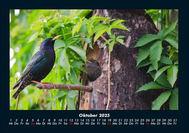 Produktbild: Vogelparadies 2025 Fotokalender DIN A4