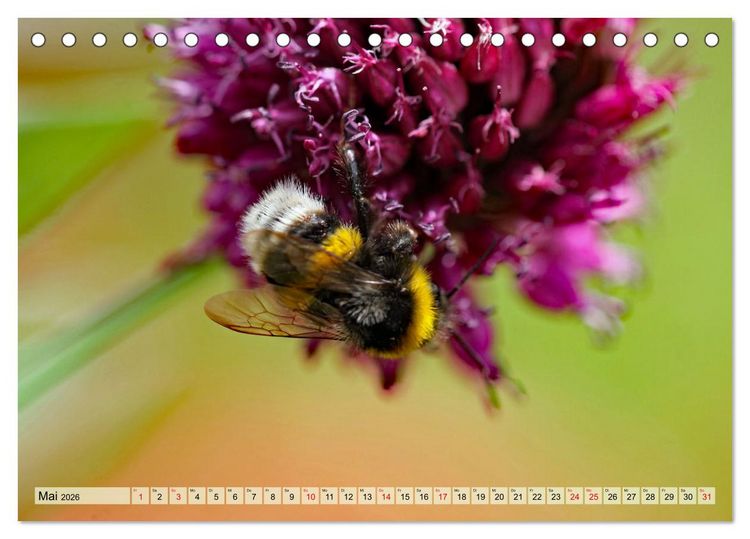 Produktbild: Wenn die Hummeln zum naschen kommen, ist dein Garten perfekt (Tischkalender 2026 DIN A5 quer), CALVENDO Monatskalender
