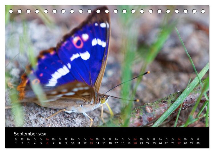 Produktbild: Heimische Schmetterlinge (Tischkalender 2026 DIN A5 quer), CALVENDO Monatskalender