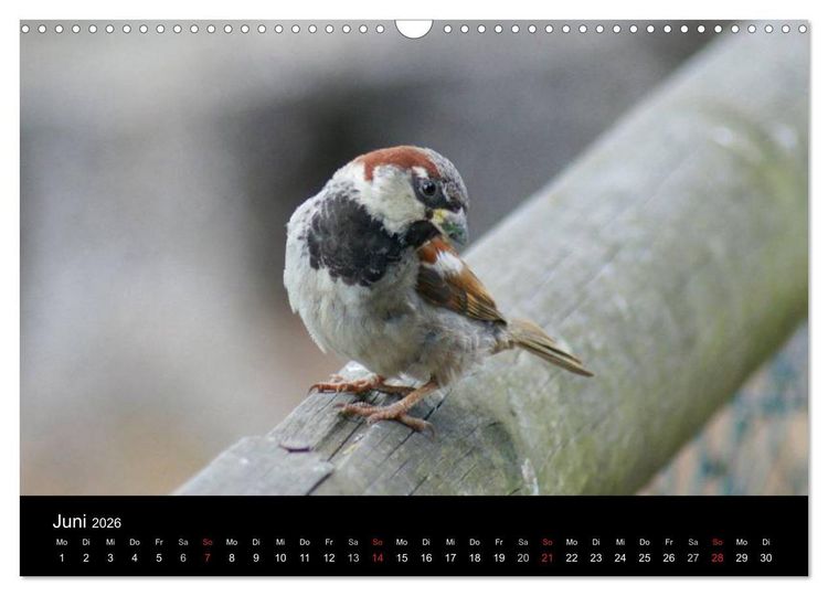 Produktbild: Freche Spatzen (Wandkalender 2026 DIN A3 quer), CALVENDO Monatskalender