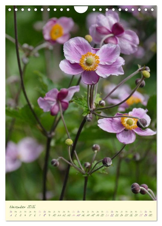 Produktbild: Bl&uuml;tenzauber im Garten (Wandkalender 2026 DIN A4 hoch), CALVENDO Monatskalender