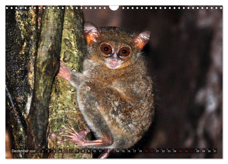 Produktbild: Planet der seltenen Affen (Wandkalender 2026 DIN A3 quer), CALVENDO Monatskalender