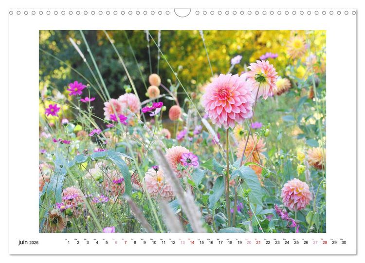 Produktbild: Mes dahlias ador&eacute;s (Calendrier mural 2026 DIN A3 vertical), CALVENDO calendrier mensuel