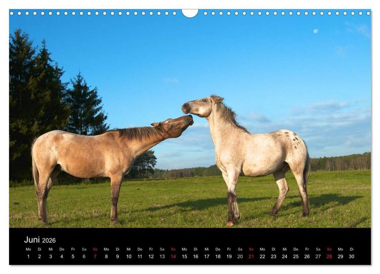 Produktbild: Wilde Pferde (Wandkalender 2026 DIN A3 quer), CALVENDO Monatskalender