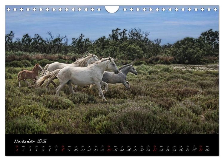 Produktbild: Provence romantique (Wandkalender 2026 DIN A4 quer), CALVENDO Monatskalender