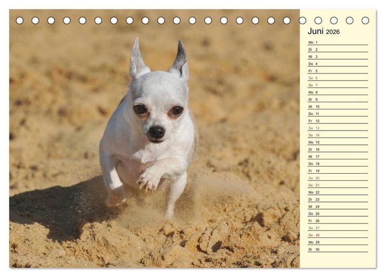 Produktbild: Chihuahua - Kleine Hunde ganz gro&szlig; (Tischkalender 2026 DIN A5 quer), CALVENDO Monatskalender