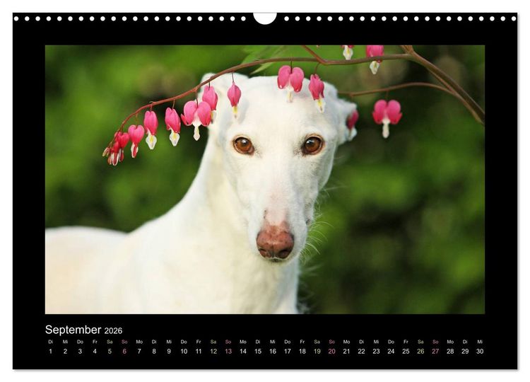 Produktbild: Windhund bunt (Wandkalender 2026 DIN A3 quer), CALVENDO Monatskalender