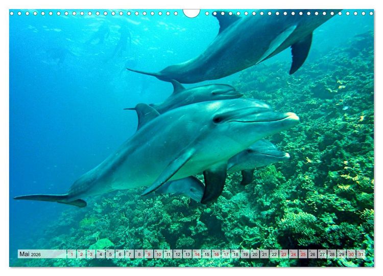 Produktbild: Abenteuer Riff - bunte Unterwasserwelt (Wandkalender 2026 DIN A3 quer), CALVENDO Monatskalender