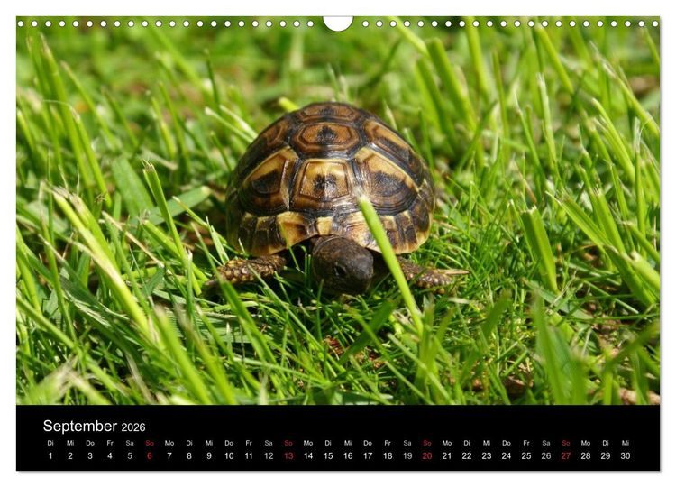 Produktbild: Das Leben der Schildkr&ouml;ten (Wandkalender 2026 DIN A3 quer), CALVENDO Monatskalender