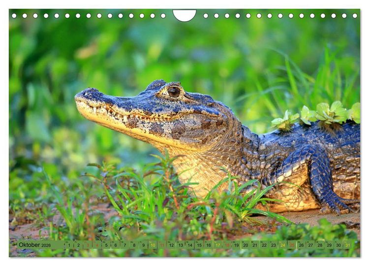 Produktbild: Krokodile in der Wildnis (Wandkalender 2026 DIN A4 quer), CALVENDO Monatskalender