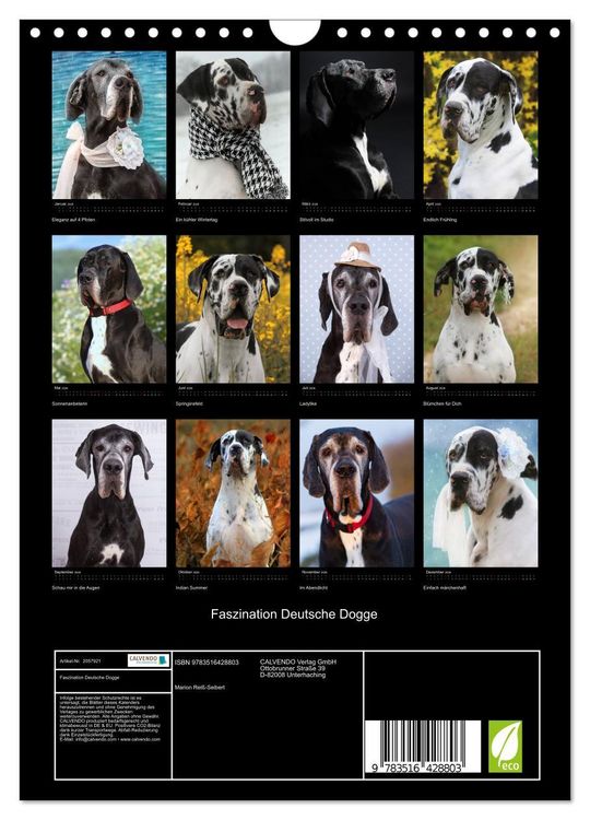 Produktbild: Faszination Deutsche Dogge (Wandkalender 2026 DIN A4 hoch), CALVENDO Monatskalender
