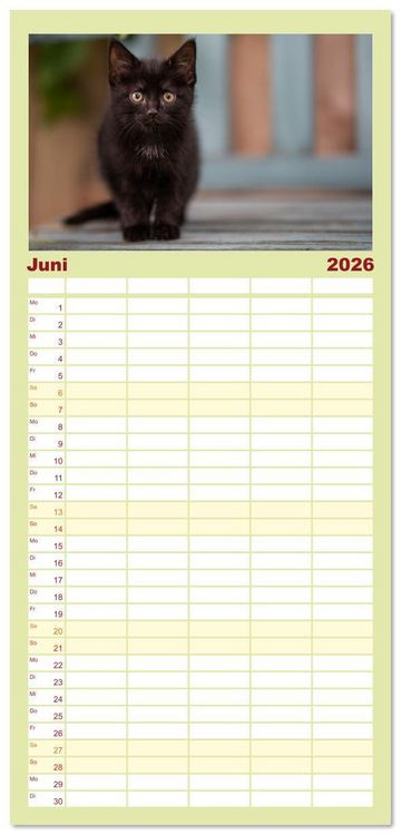 Produktbild: Familienplaner 2026 - Kitten auf Entdeckungsreise mit 5 Spalten (Wandkalender, 21 x 45 cm) CALVENDO