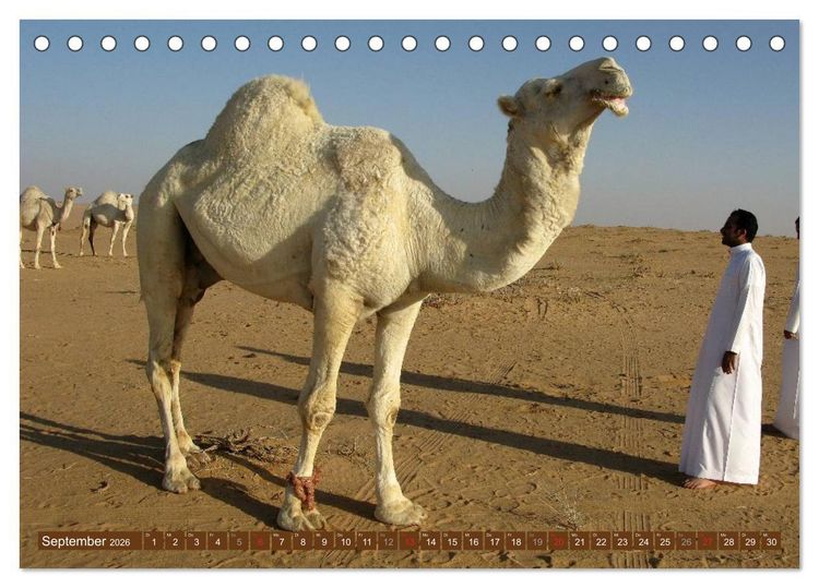 Produktbild: Kamele &bull; Dromedar & Trampeltier (Tischkalender 2026 DIN A5 quer), CALVENDO Monatskalender