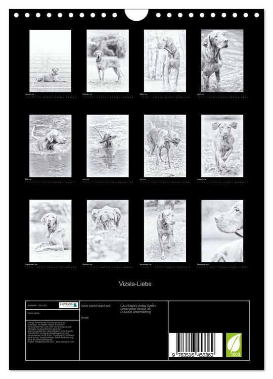 Produktbild: Vizsla-Liebe (Wandkalender 2026 DIN A4 hoch), CALVENDO Monatskalender