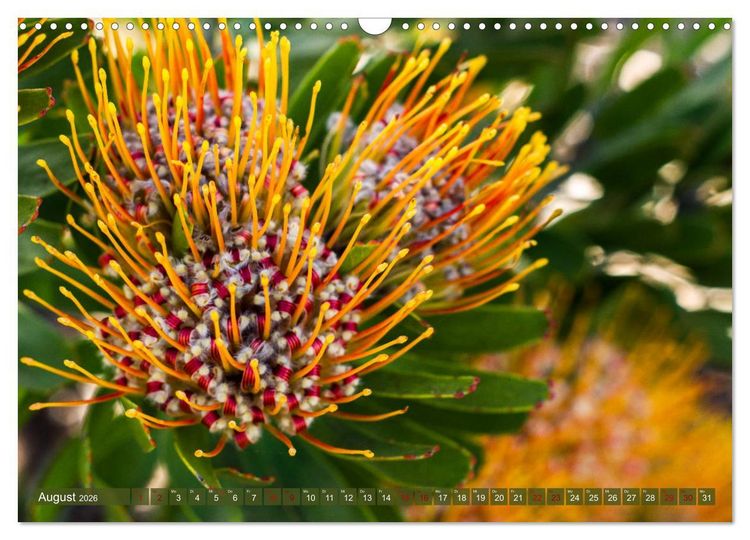 Produktbild: Fynbos - Die einzigartige Flora S&uuml;dafrikas (Wandkalender 2026 DIN A3 quer), CALVENDO Monatskalender