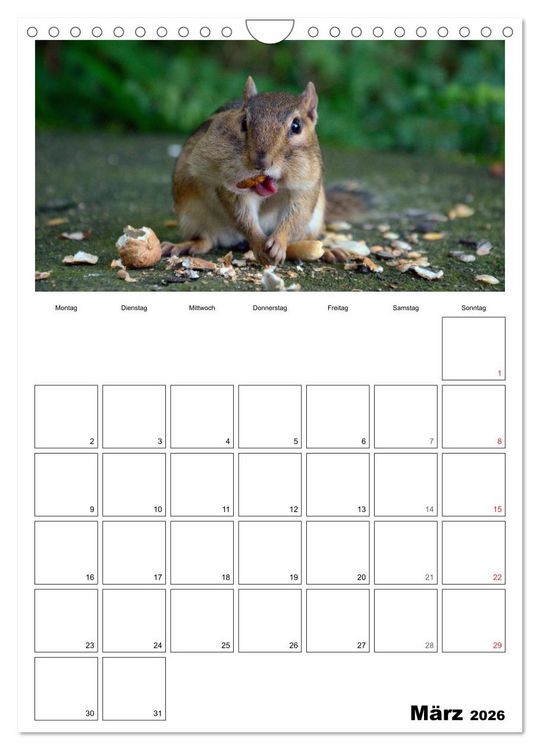 Produktbild: Streifenh&ouml;rnchen - neugierige Nager (Wandkalender 2026 DIN A4 hoch), CALVENDO Monatskalender