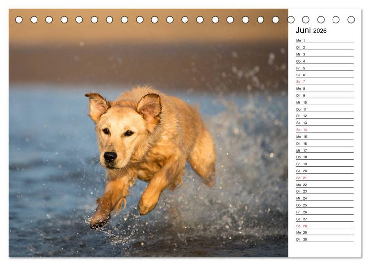 Produktbild: Goldig durch das Jahr! (Tischkalender 2026 DIN A5 quer), CALVENDO Monatskalender