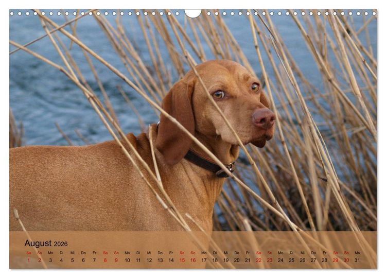 Produktbild: Magyar Vizsla - Ungarischer Vorstehhund (Wandkalender 2026 DIN A3 quer), CALVENDO Monatskalender
