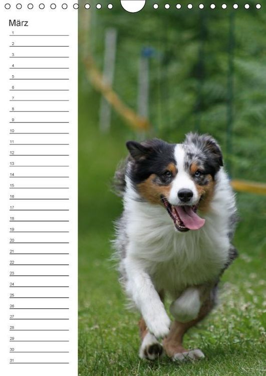 Produktbild: Der Aussie - Geburtstagskalender (Wandkalender immerw&auml;hrend DIN A4 hoch)