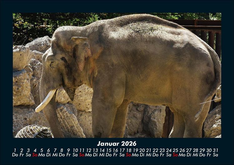 Produktbild: Der Elefantenkalender 2026 Fotokalender DIN A5