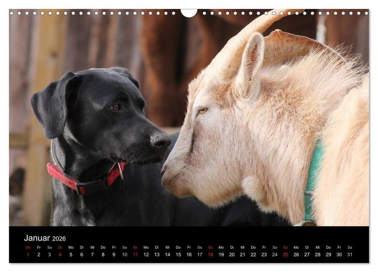 Produktbild: Der schwarze Hund und seine Freunde (Wandkalender 2026 DIN A3 quer), CALVENDO Monatskalender