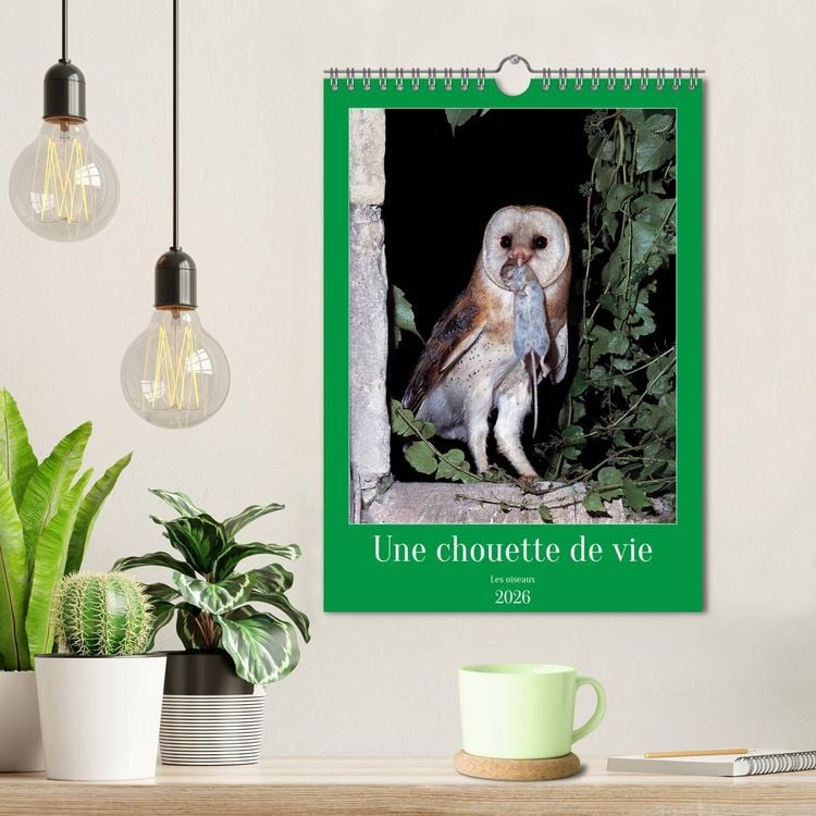 Produktbild: Une chouette de vie, les oiseaux (Calendrier mural 2026 DIN A4 horizontal), CALVENDO calendrier mensuel