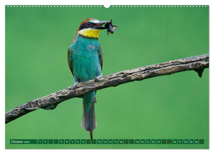 Produktbild: Geliebtes Federvieh (hochwertiger Premium Wandkalender 2026 DIN A2 quer), Kunstdruck in Hochglanz