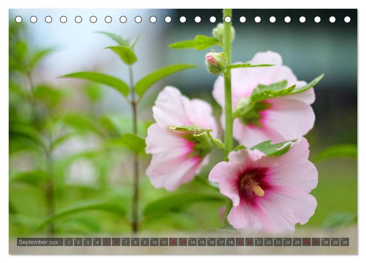 Produktbild: Stockrosen - Traumhafte Sch&ouml;nheiten (Tischkalender 2026 DIN A5 quer), CALVENDO Monatskalender