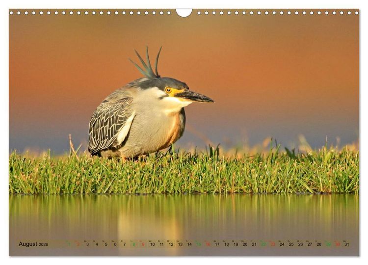 Produktbild: V&ouml;gel in Afrika - Magie der Farben (Wandkalender 2026 DIN A3 quer), CALVENDO Monatskalender