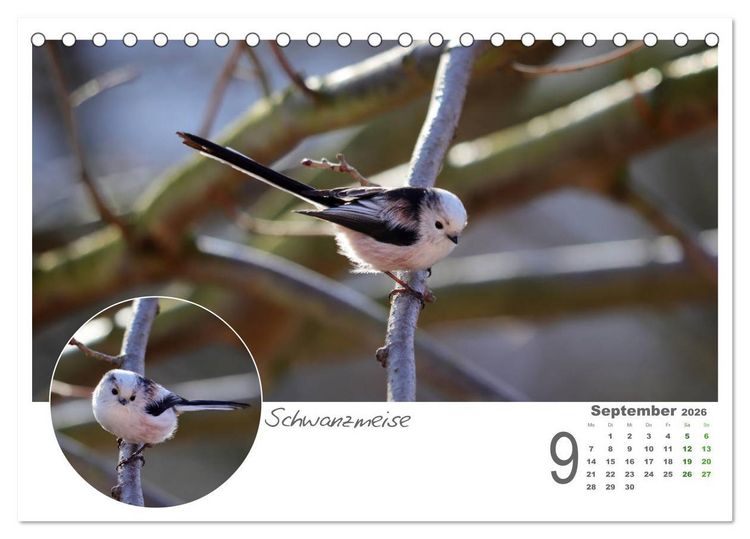 Produktbild: Gefiederte Garteng&auml;ste (Tischkalender 2026 DIN A5 quer), CALVENDO Monatskalender
