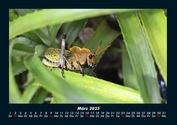 Produktbild: Tierkalender 2025 Fotokalender DIN A4