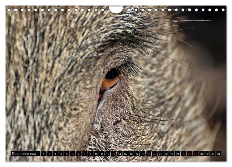 Produktbild: Der Schweinekalender (Wandkalender 2026 DIN A4 quer), CALVENDO Monatskalender