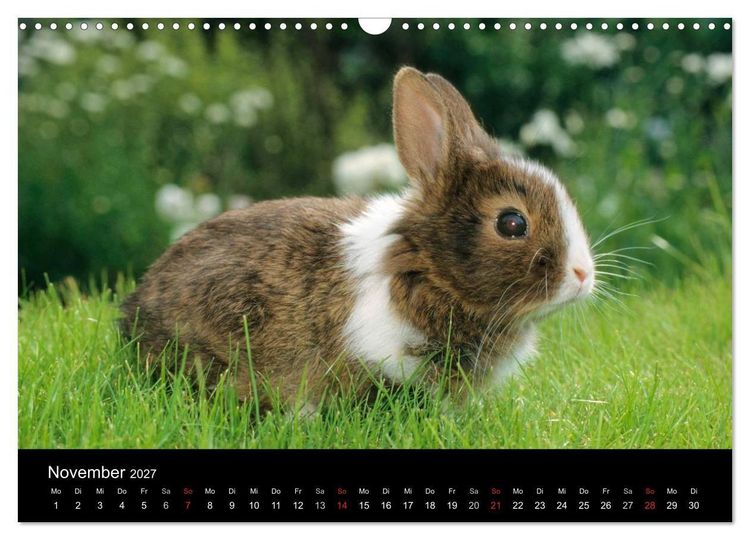 Produktbild: Zwergkaninchen (Wandkalender 2027 DIN A3 quer), CALVENDO Monatskalender