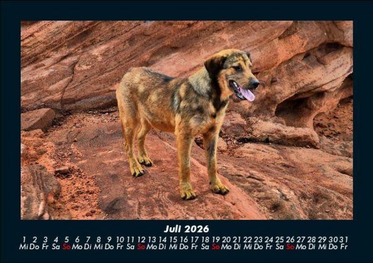 Produktbild: Hundezauber 2026 Fotokalender DIN A5