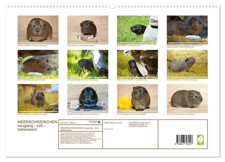 Produktbild: MEERSCHWEINCHEN neugierig - s&uuml;&szlig; - liebenswert (hochwertiger Premium Wandkalender 2026 DIN A2 quer), Kunstdruck in Hochglanz