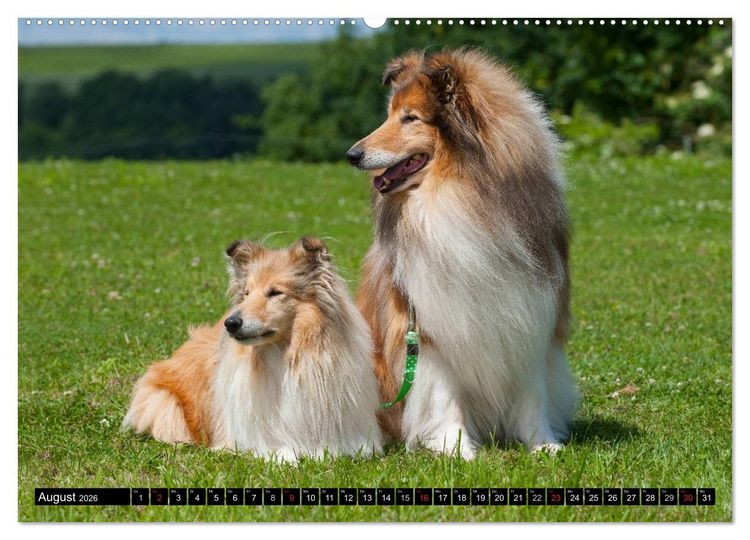 Produktbild: Collie - Mein bester Freund (Wandkalender 2026 DIN A2 quer), CALVENDO Monatskalender