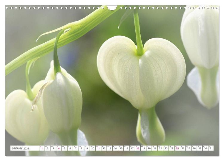 Produktbild: Traumbl&uuml;ten in Wei&szlig; (Wandkalender 2026 DIN A3 quer), CALVENDO Monatskalender