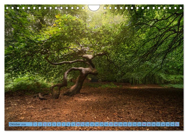 Produktbild: Sehnsucht R&uuml;gen (Wandkalender 2026 DIN A4 quer), CALVENDO Monatskalender
