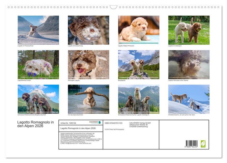 Produktbild: Lagotto Romagnolo in den Alpen 2026 (Wandkalender 2026 DIN A2 quer), CALVENDO Monatskalender