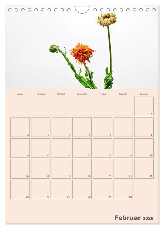Produktbild: Blumenmetamorphosen (Wandkalender 2026 DIN A4 hoch), CALVENDO Monatskalender