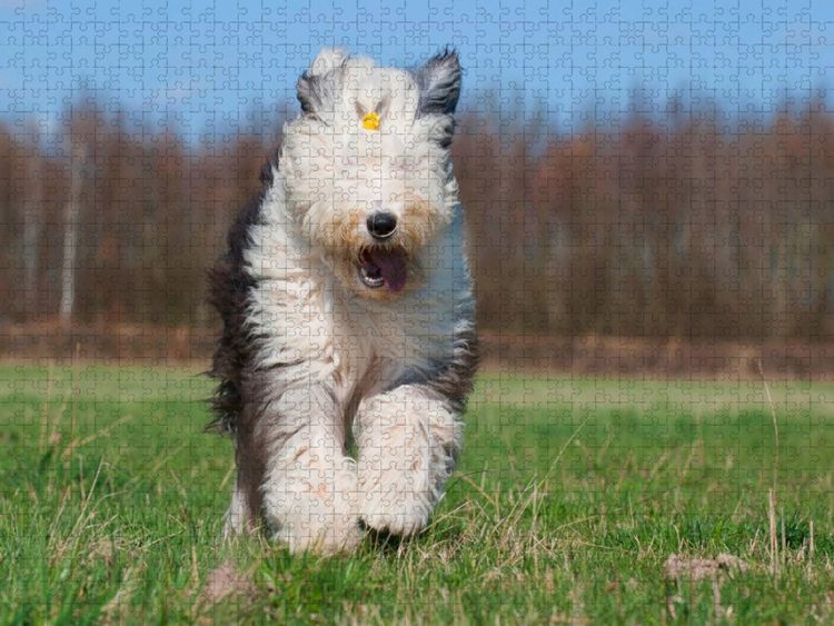 Produktbild: CALVENDO Puzzle Rennender Bobtail | 1000 Teile Lege-Gr&ouml;&szlig;e 64x48cm Foto-Puzzle f&uuml;r gl&uuml;ckliche Stunden