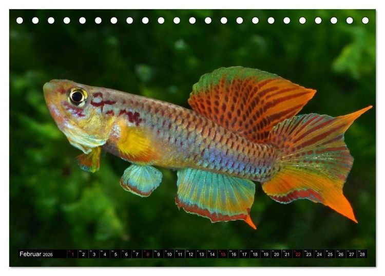 Produktbild: Bunte Fische der Welt - Killifische (Tischkalender 2026 DIN A5 quer), CALVENDO Monatskalender