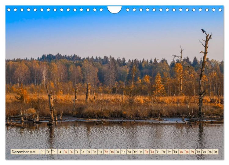 Produktbild: Herbst im Schwenninger Moos (Wandkalender 2026 DIN A4 quer), CALVENDO Monatskalender