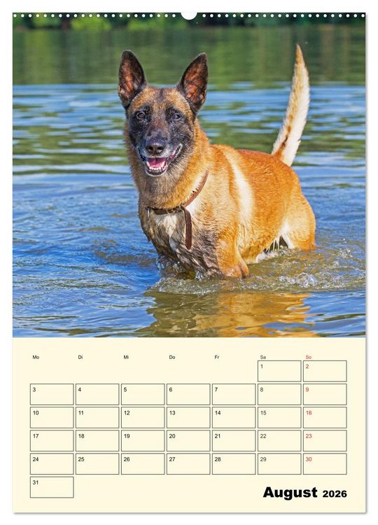 Produktbild: Familienplaner Tausendsassa Malinois (Wandkalender 2026 DIN A2 hoch), CALVENDO Monatskalender