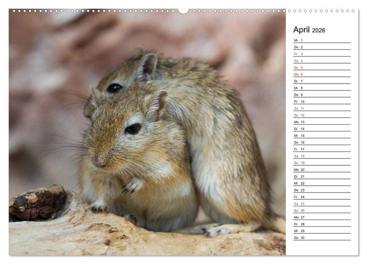 Produktbild: Mausebande (Wandkalender 2026 DIN A2 quer), CALVENDO Monatskalender