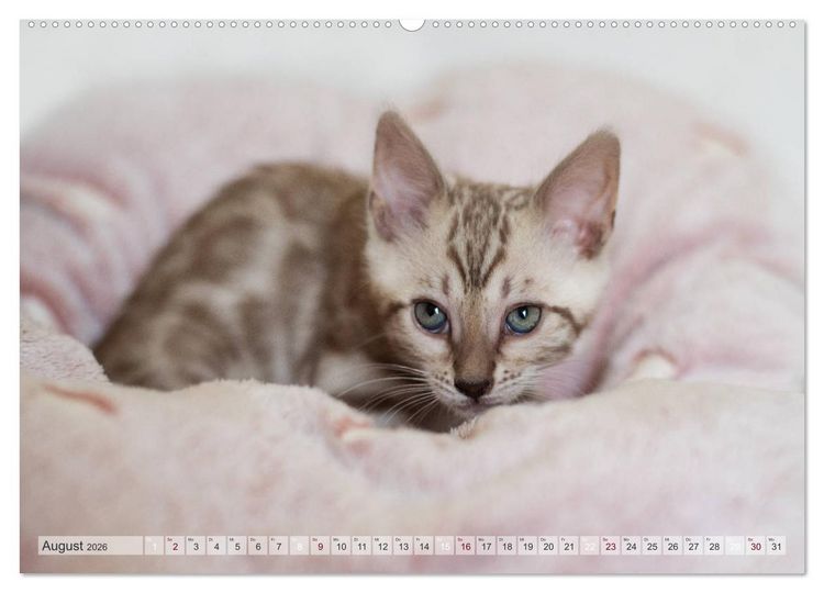 Produktbild: Wildes Wohnzimmer - Die Bengalkatze (hochwertiger Premium Wandkalender 2026 DIN A2 quer), Kunstdruck in Hochglanz