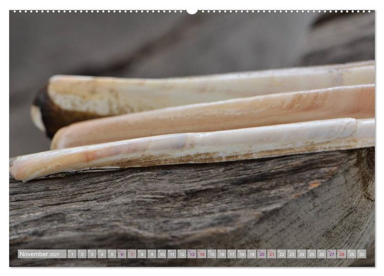Produktbild: H&auml;user der Meere: Muscheln - Seeigel - Schnecken (hochwertiger Premium Wandkalender 2027 DIN A2 quer), Kunstdruck in Hochglanz