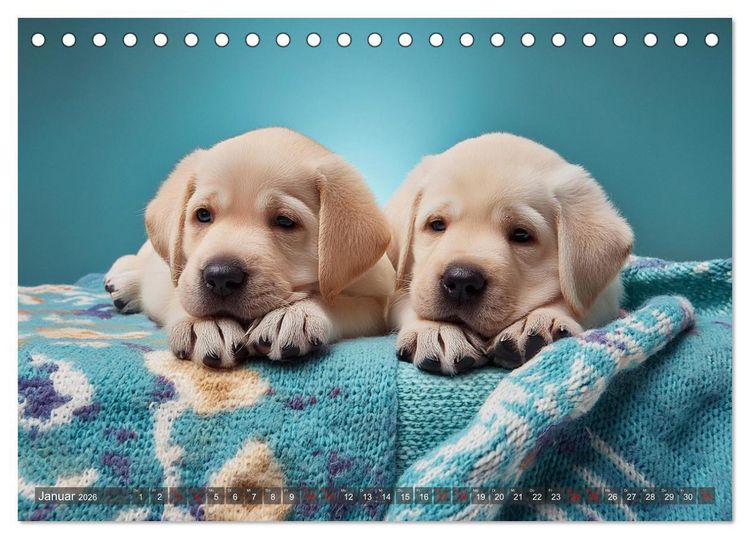 Produktbild: Welpen im Kuschelmodus - Herzerw&auml;rmende kleine Labrador Retriever (Tischkalender 2026 DIN A5 quer), CALVENDO Monatskalender